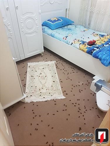 حمله زنبورها به ساکنان ساختمان مسکونی در عبدل آباد